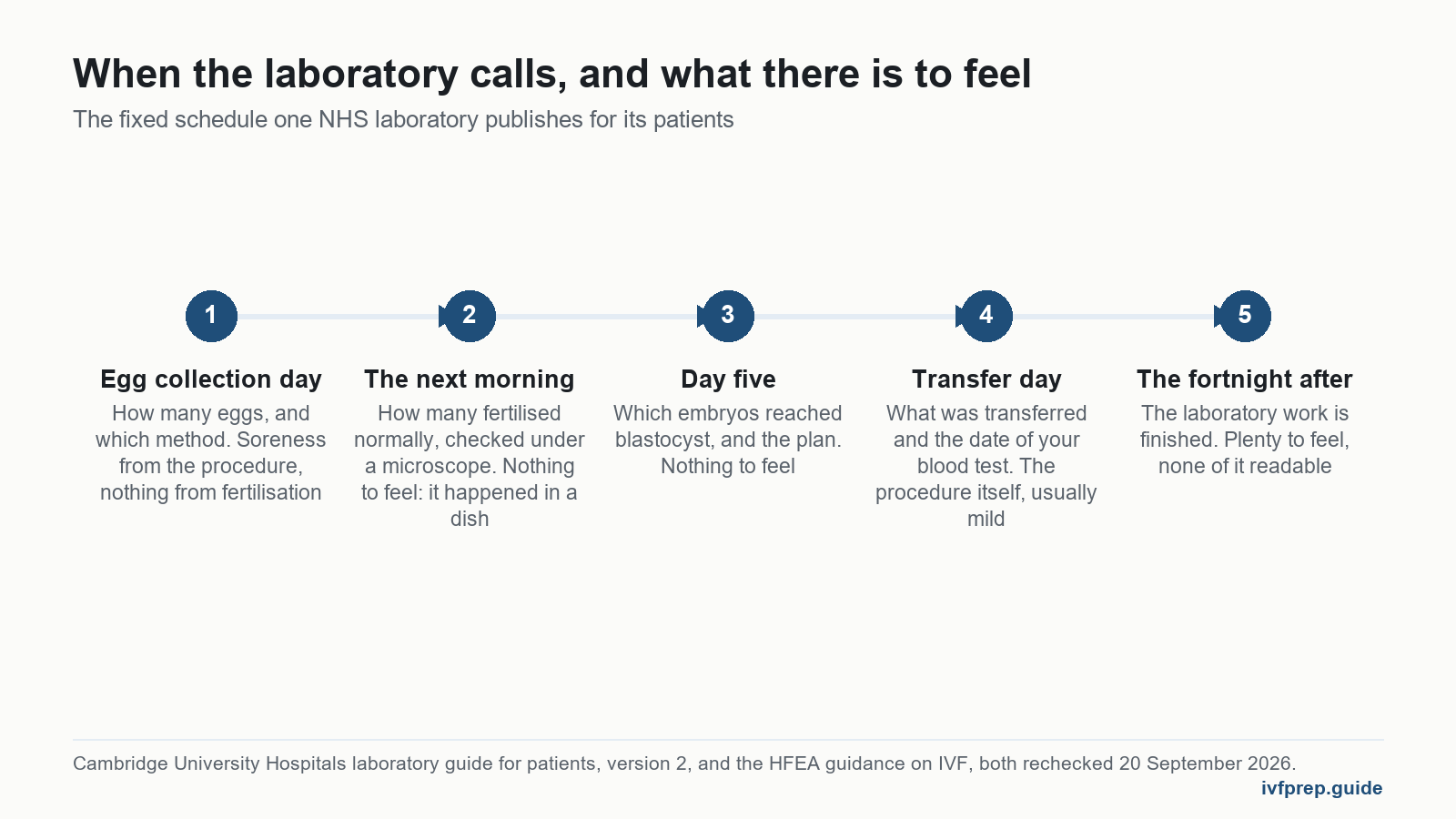 Timeline of when the laboratory calls, the real signs of fertilization: collection, next morning check, day five, transfer.