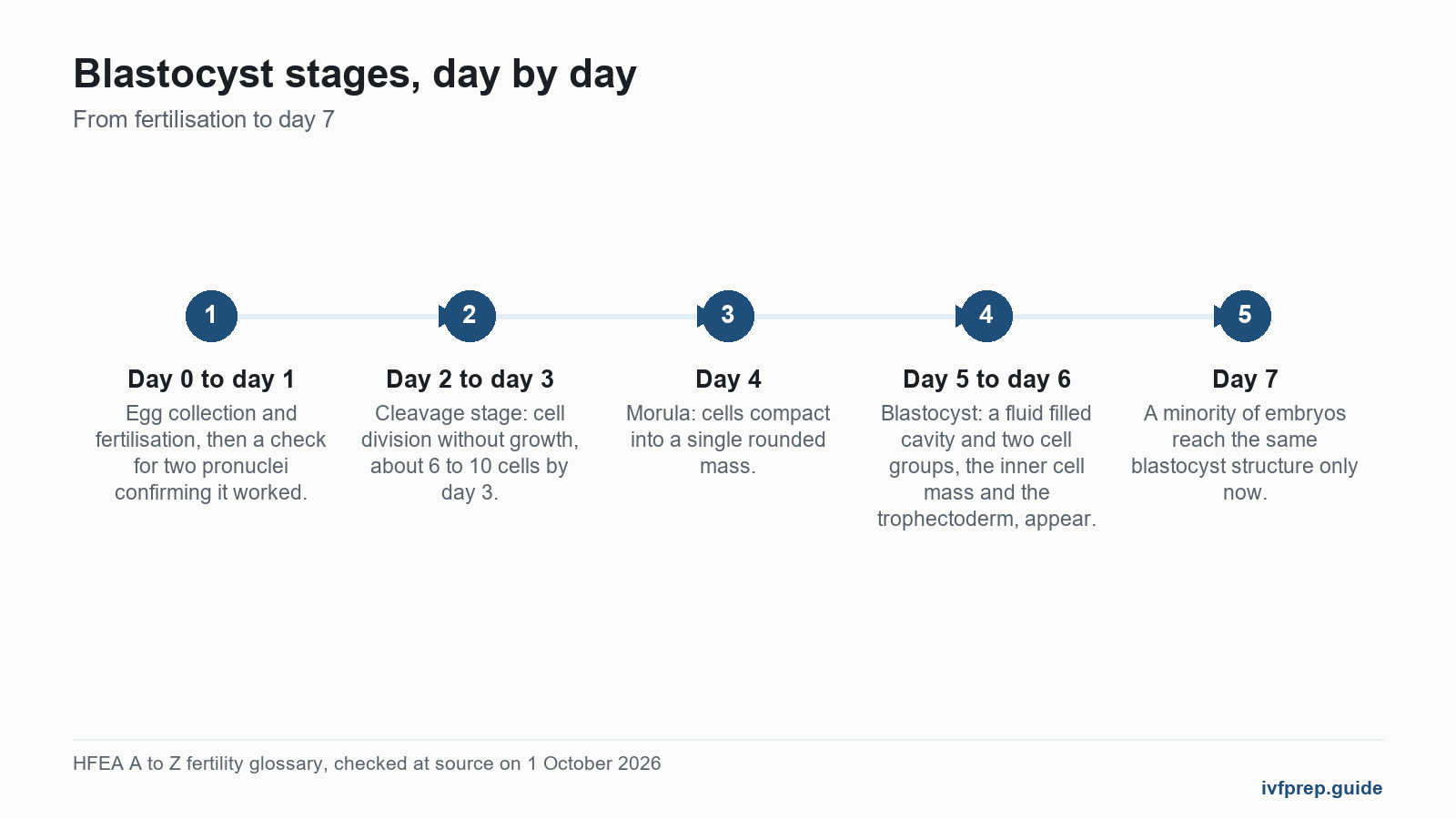 Timeline of blastocyst stages from day 0 to day 7 showing fertilisation, cleavage, morula and blastocyst formation